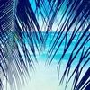 palmtreecoconut