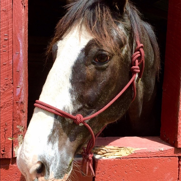 crazyhorsemom