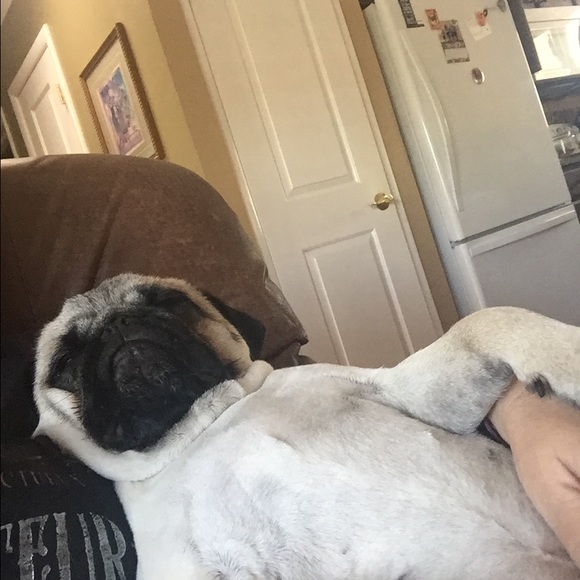 plcpug