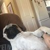 plcpug