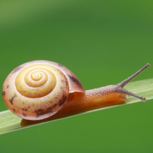 sunsnail