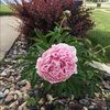 amymcleod151