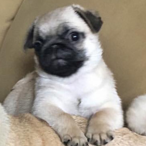 puggo864