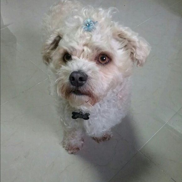 lily242