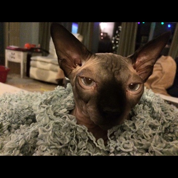 jocat77