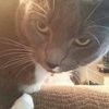 catflix
