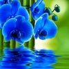 blueorchid7373