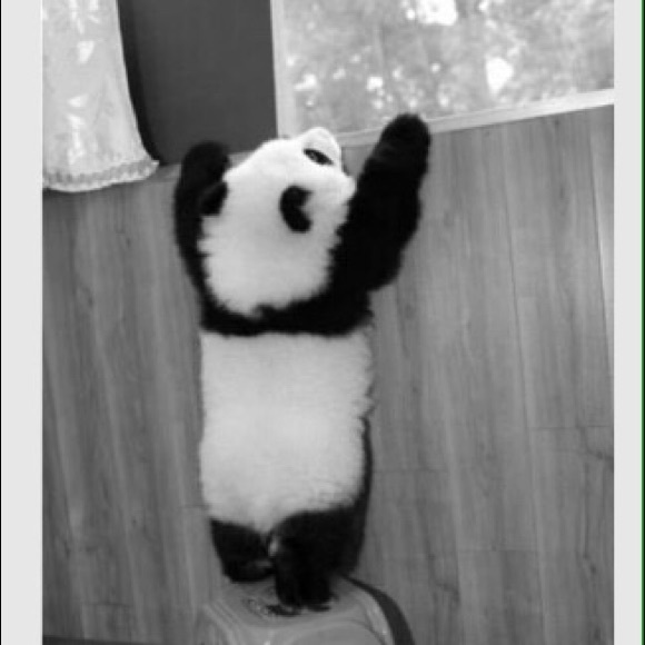 pandaluv4eva
