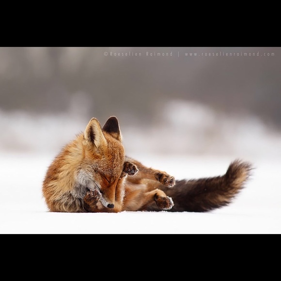 goldie_fox