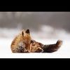 goldie_fox
