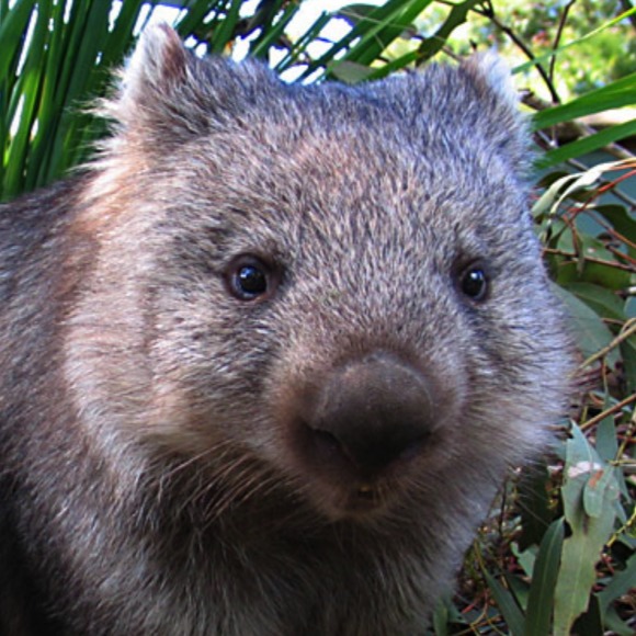 wombat24