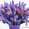 sha_jai