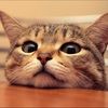 katsmeow11
