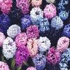 dear_sara