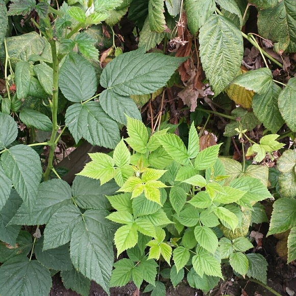 vargasmata