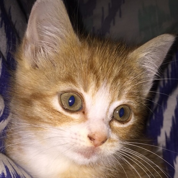 adelepouncey