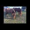 tracie_ray11