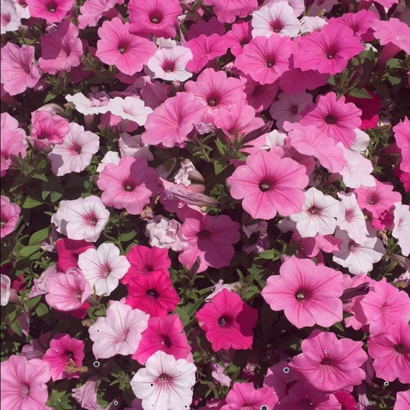 lindsey_3211