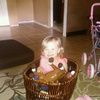 dianegipson