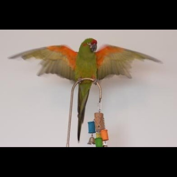 ticklebug