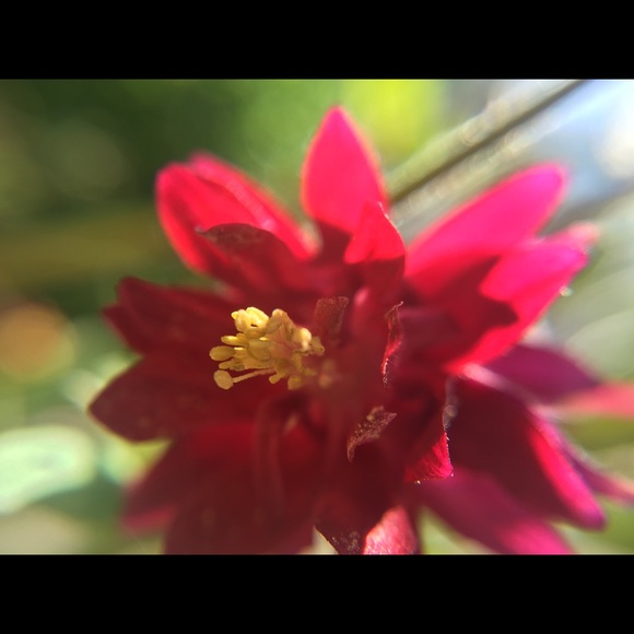 flowertattoe