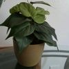 feagata55