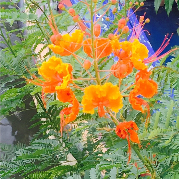 bbatieste0098