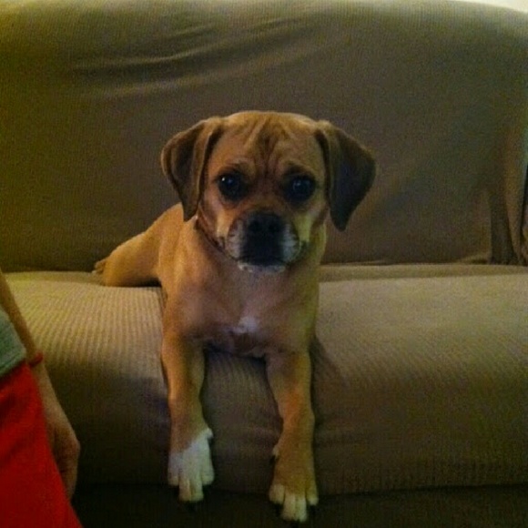 puggle2010