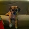 puggle2010