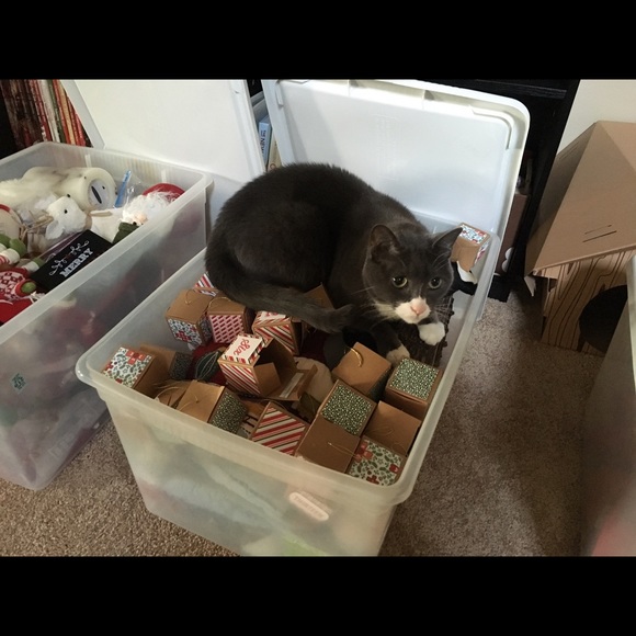 3allycat