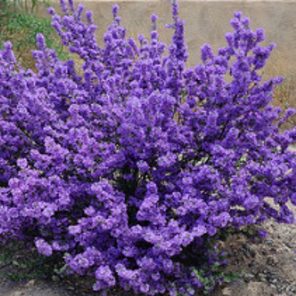 robinpurplesage