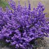 robinpurplesage