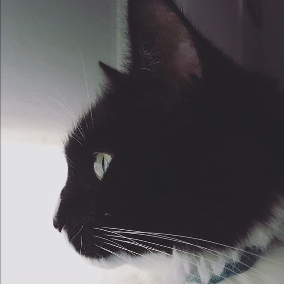 honorawr