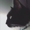 honorawr