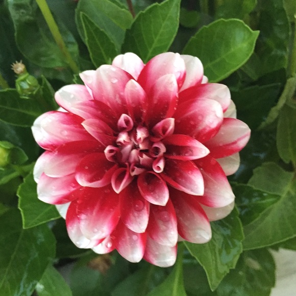 curley_03