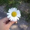 lisalast69