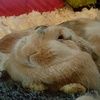 alexis_seyer