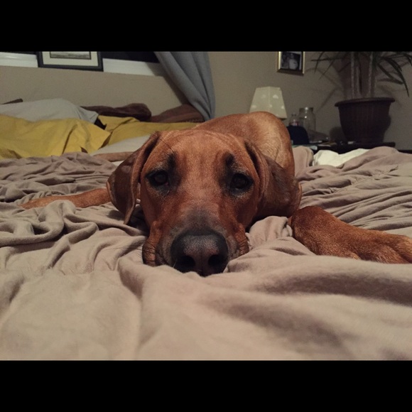 carlysym