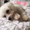 lizzbonomo