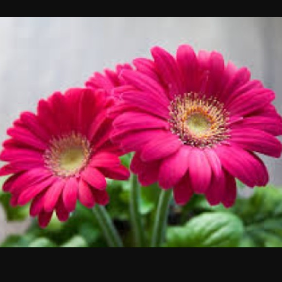 stephanier2311