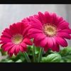 stephanier2311