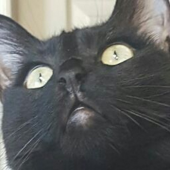 ragdollkitn