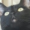 ragdollkitn