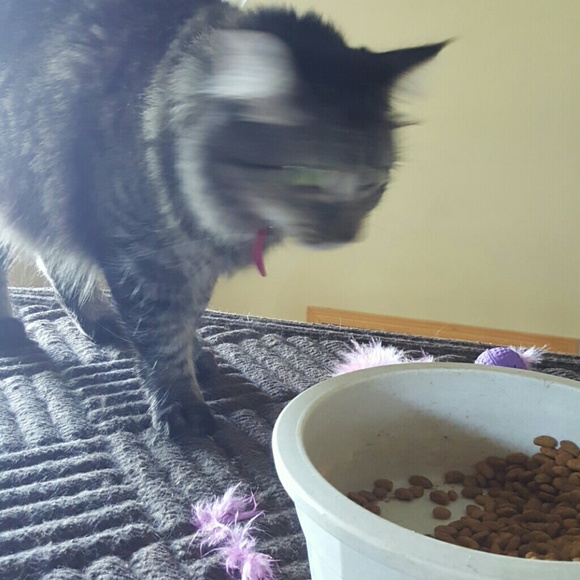 omusgjerd