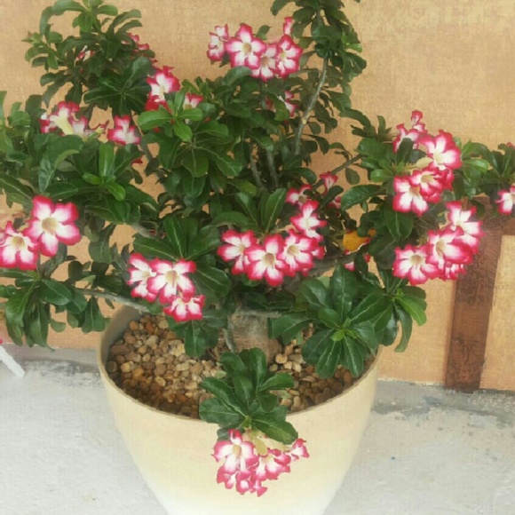 adenium