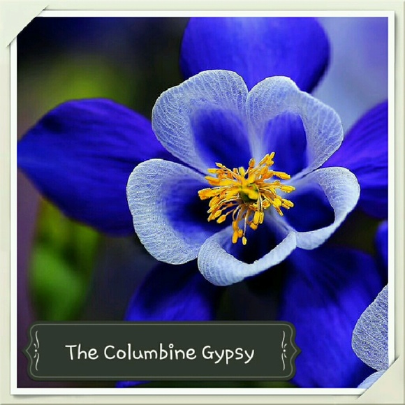 columbinegypsy