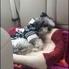 leopardsuite