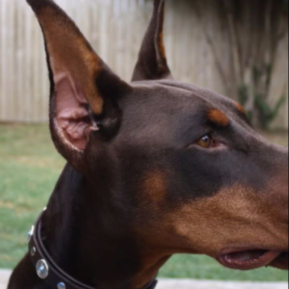 bambinarulz