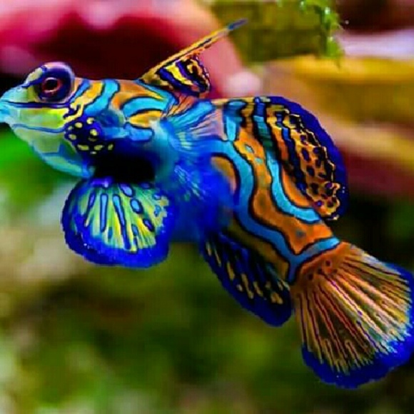 tweetybird65