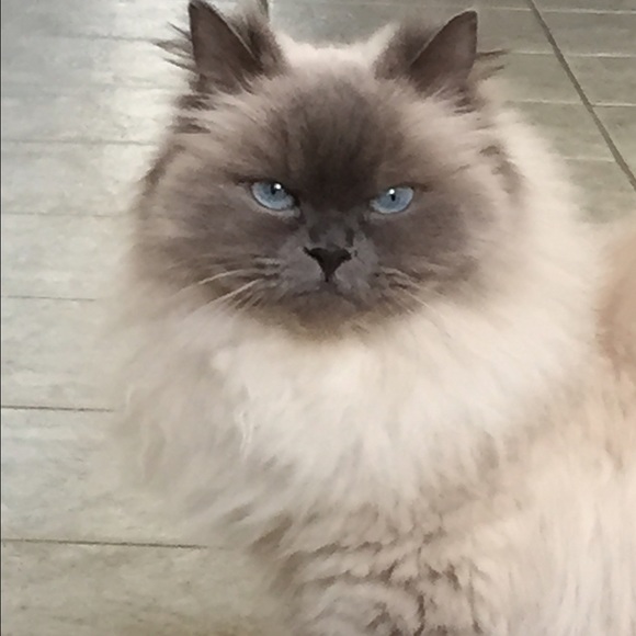 oalcina